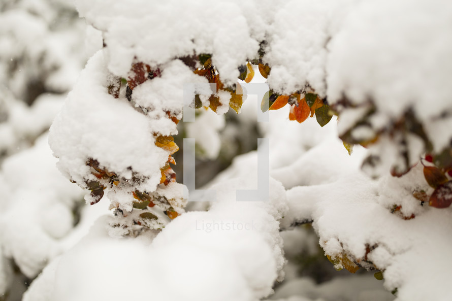 autumn leaves covered in snow