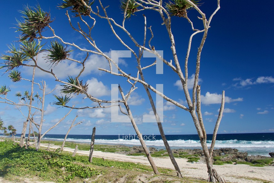 trees along dunes on a shore 