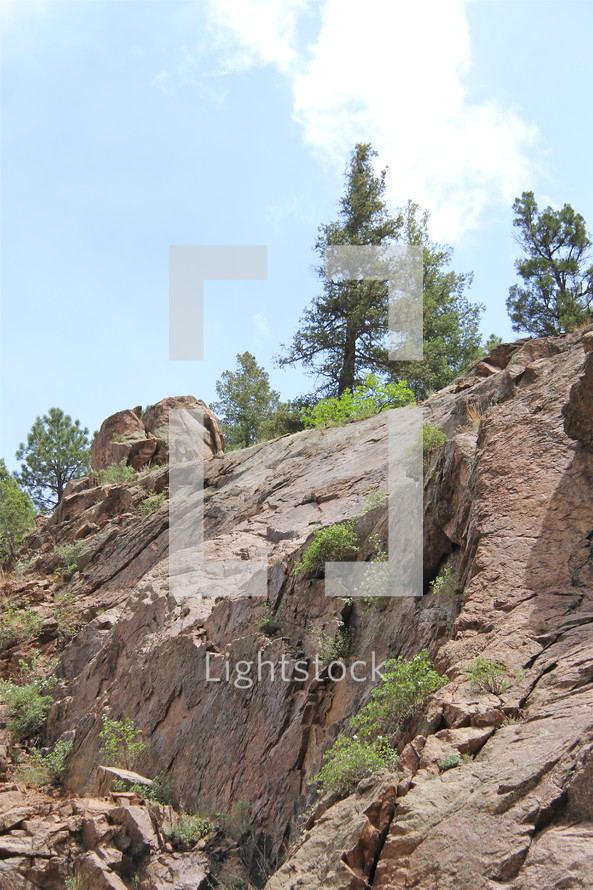 Trees and shrubs on a rocky hillside.