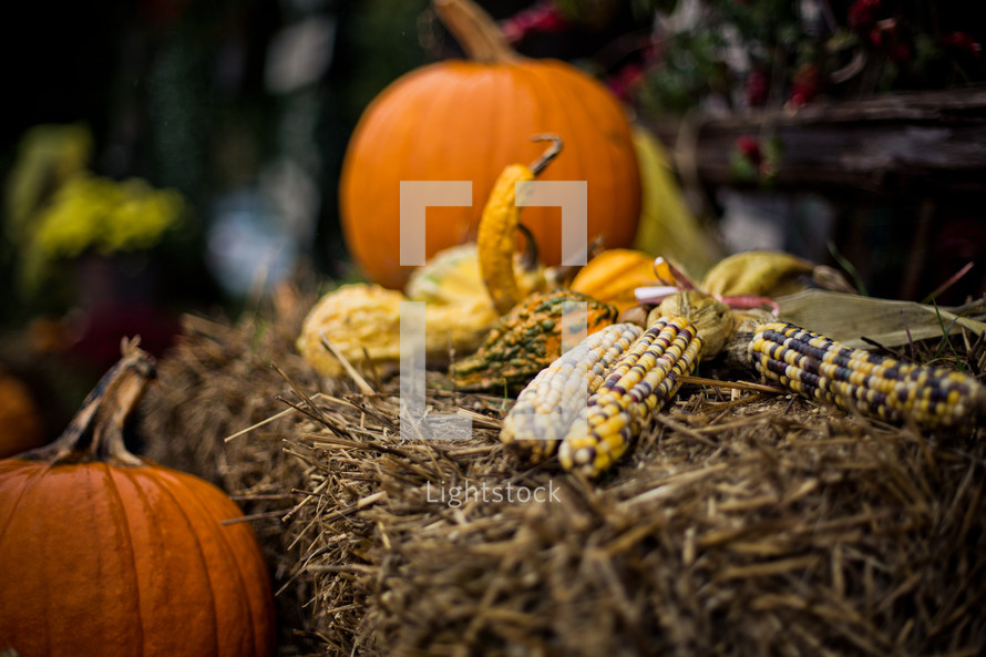 Flint corn, gourds and pumpkins surround a bail of hay backdropped by plants and flowers.