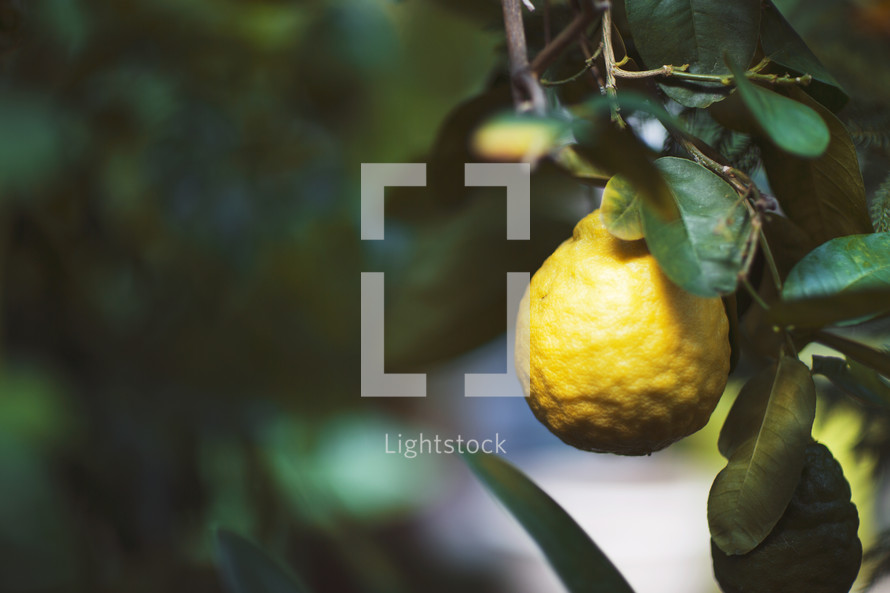 a lemon growing on a tree 