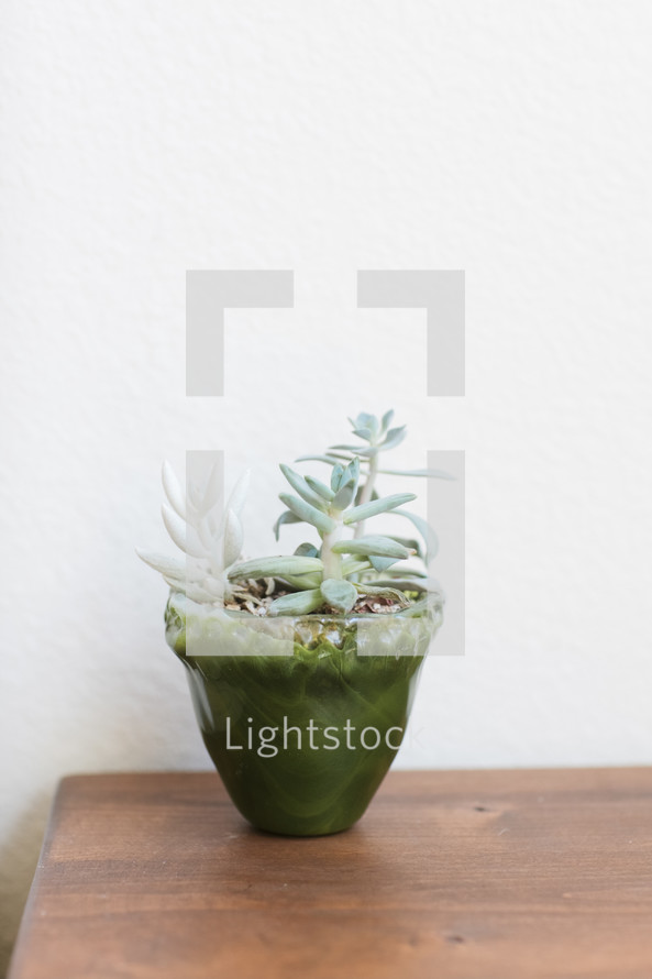 potted succulent plant on a table 