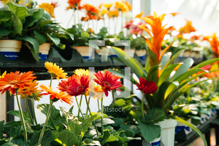 flowers in a pots in a greenhouse 