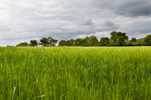 field of tall green grass 