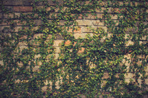 ivy on a brick wall 