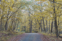 fall leaves covering a country road 