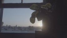 houseplant in an apartment window 