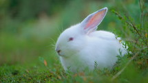 White rabbit on the grass green eating carots