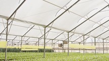 Rows of plants growing inside a large greenhouse