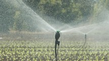 Sprinklers water lettuce plants in a large field after planting, slow motion footage
