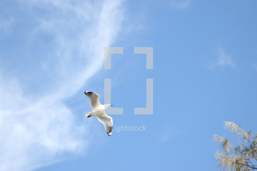 Bird flying across the blue sky with tree in sight