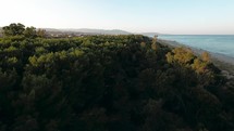Pine forest trees near the coast at sunset by fpv drone