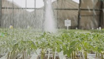 Slow motion of automatic irrigation of young plants in a large industrial nursery
