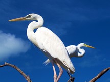 A couple of Egret Birds sitting on the branches of a tree against a sky blue background in their native habitat in Key West, Florida. 