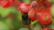 Bee looking for nectar on red flower