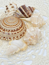 closeup arrangement of seashells on crocheted material