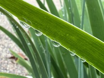 closeup photo of morning dew drops on long green leaf 
