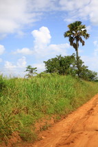 Dirt road leading to palm tree on hill.