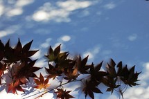 maple leaves and shadows