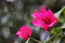 fuchsia flowers 