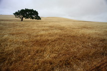lone tree in a field 