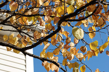 fall leaves on a tree branch 