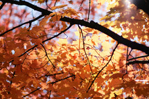 fall leaves on tree branches 