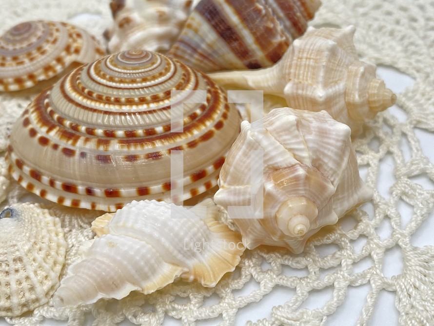 closeup arrangement of seashells sitting on crocheted material