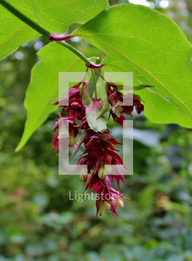 Himalayan Honeysuckle Flower with Big Green Leaves