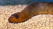 Argyrogena fasciolata or Banded Racer snake.