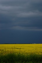 Canola field in bloom against storm backdrop