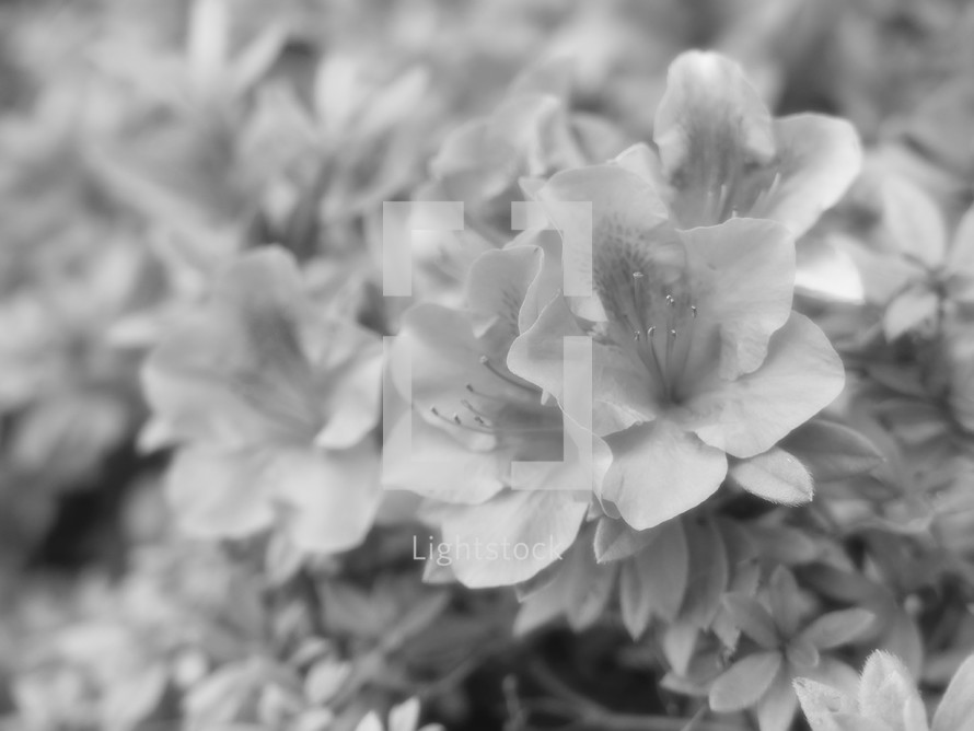 azalea flowers in black and white with some soft blurring