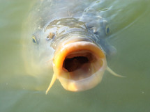 Fish with mouth open in the water.
