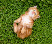 tiny orange kitten outdoors