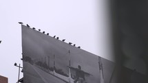 pigeons on a billboard 