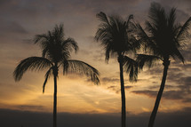 palm trees at dusk 