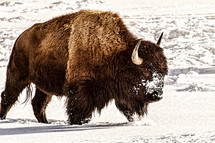 buffalo in the snow 