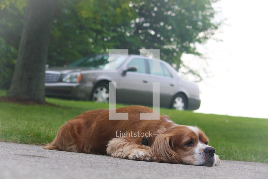 dog sleeping on the sidewalk 