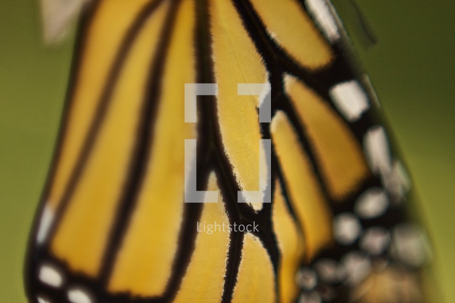 wing of a monarch butterfly