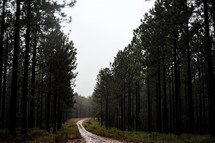 dirt road through a pine forest 