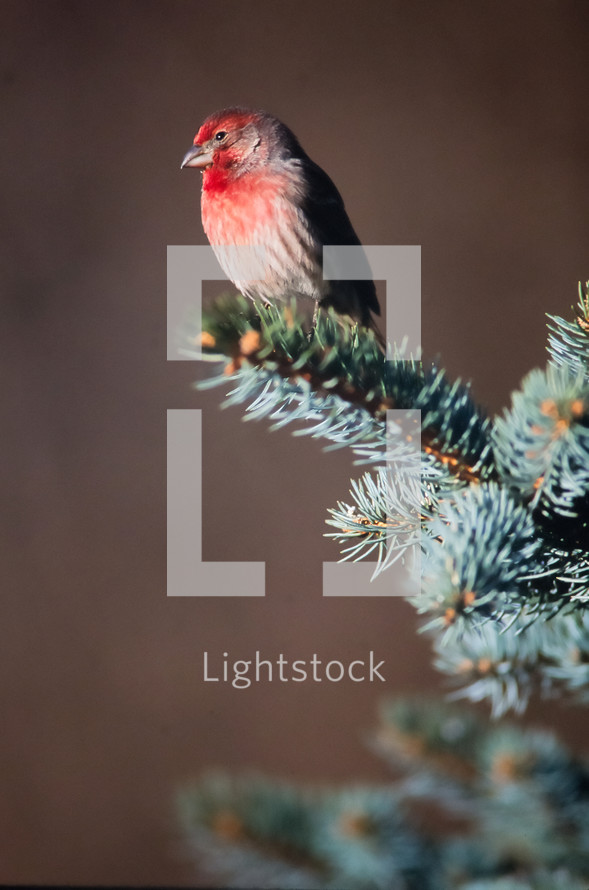 finch on a pine branch 