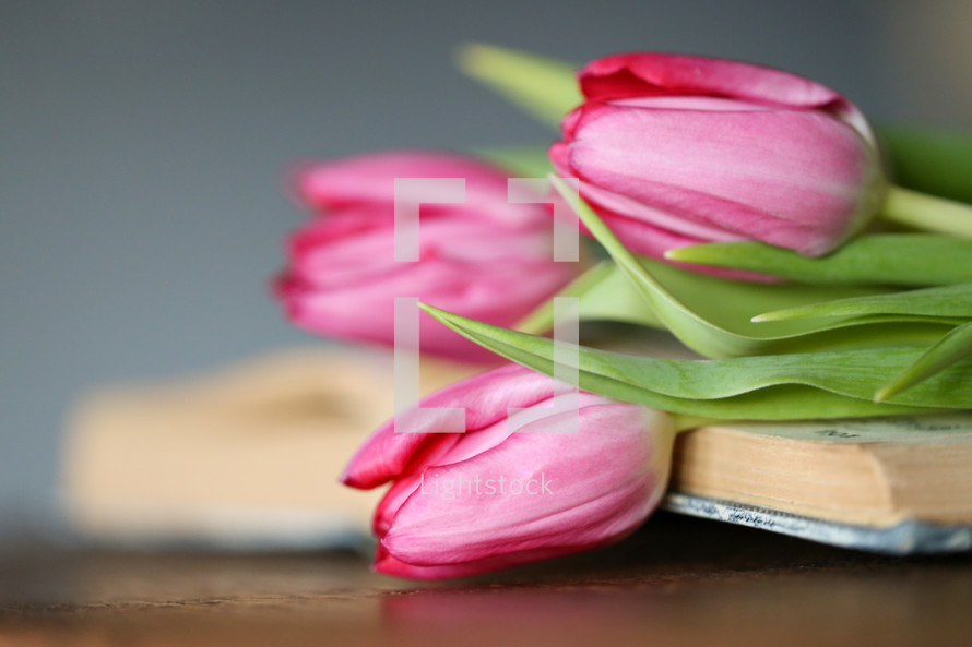tulips on a BIble 