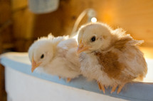 baby chicks 