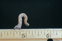 inch worm on a ruler 