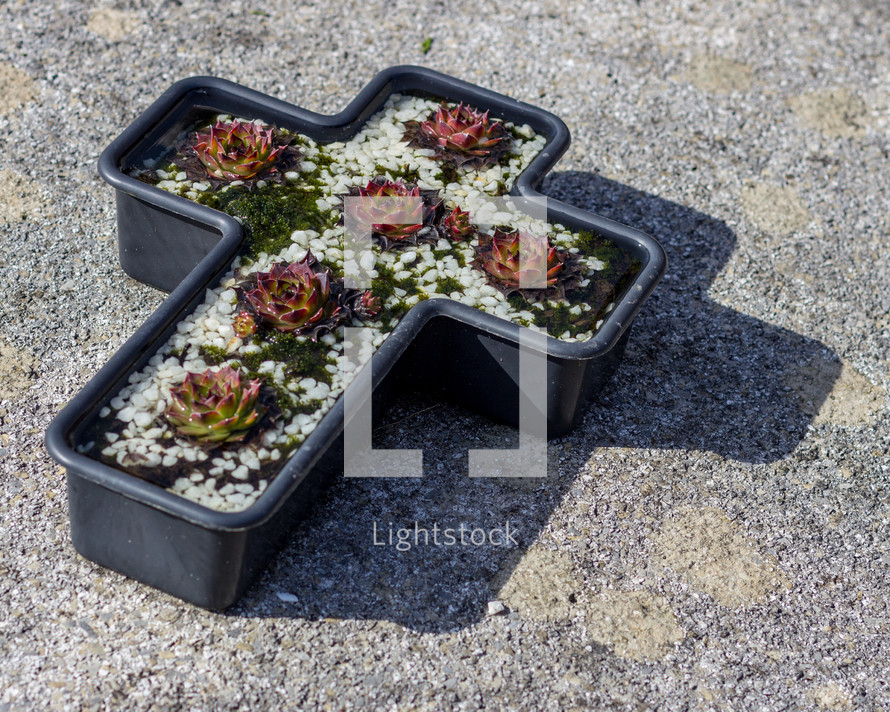 A cross shaped planter sits on the ground and contains succulent plants and white rocks