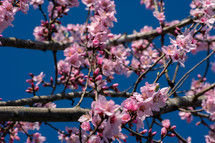 pink spring blossom 