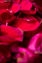 rose petals background 
