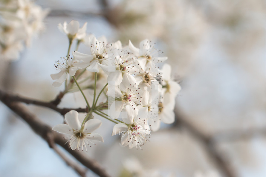 White Blooms of a Pear Tree