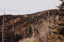bare trees at the top of a mountain 