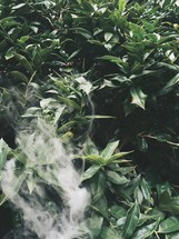 fog, smoke, leaves, bush, outdoors 